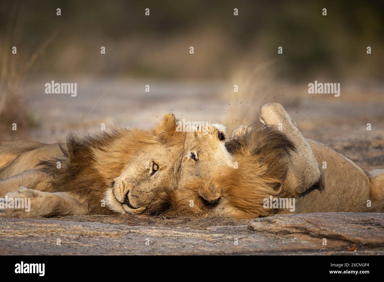 Affectionately hi-res stock photography and images - Alamy
