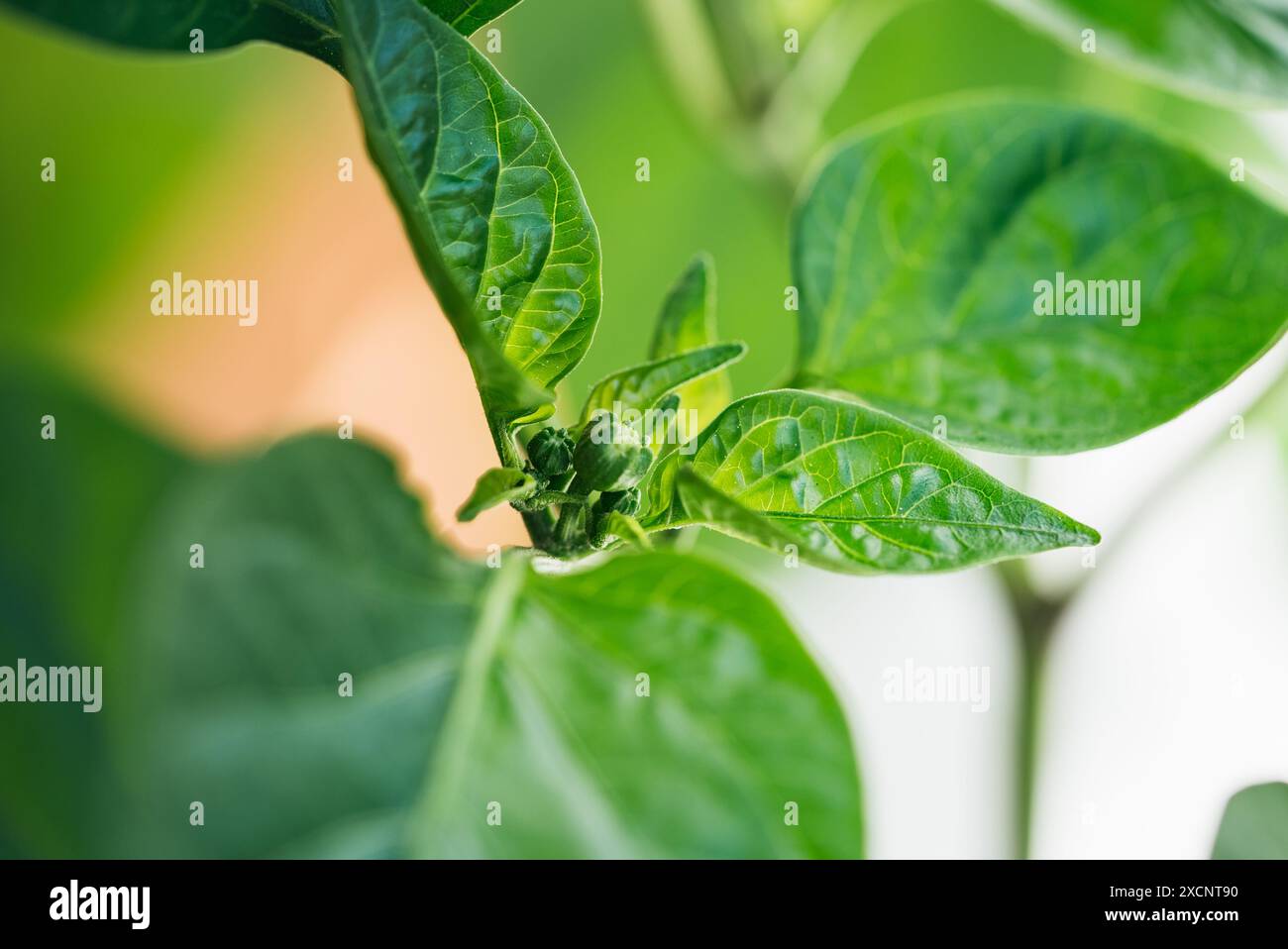 Lush green vibrant plant growth patterns hi-res stock photography and ...