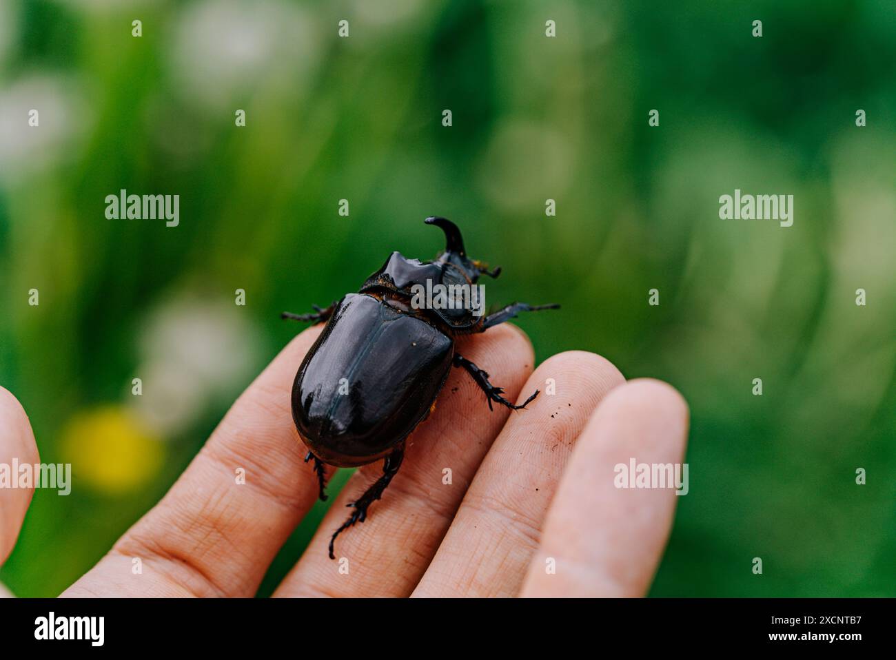 Close-up shot of hand holding rhinoceros beetle. Image highlights beetle shiny black exoskeleton and distinctive horn, set against blurred green background, showcasing fascinating details of this insect.  Stock Photo