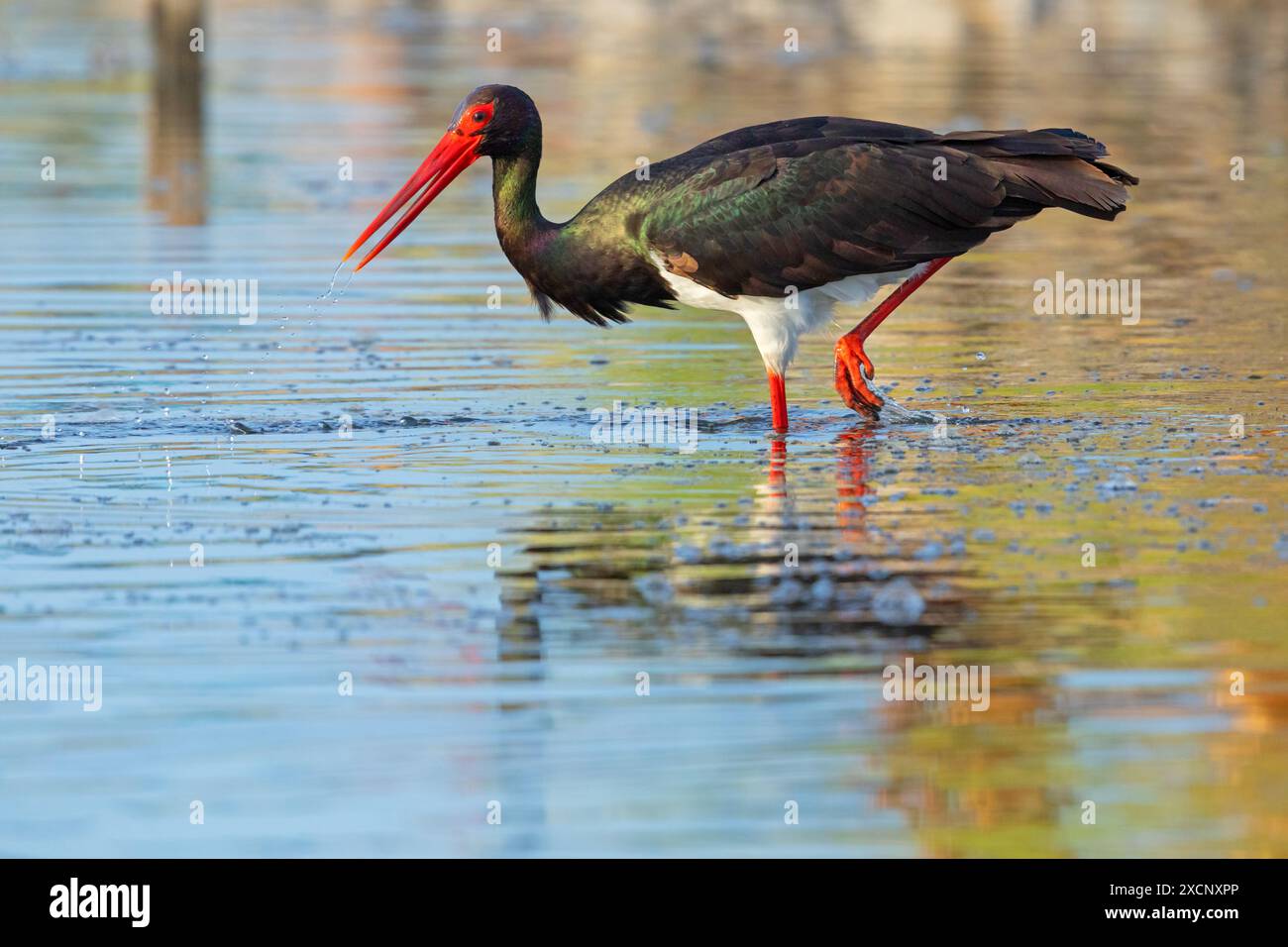Schwarzstorch, (Ciconia nigra), sucht im Gewässer nach Nahrung, Stock Photo