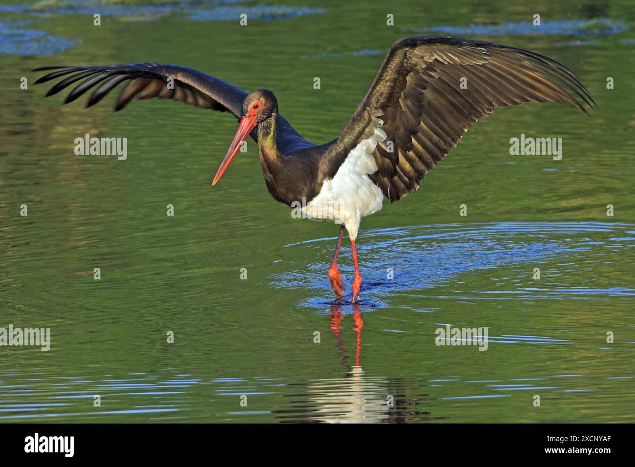 Schwarzstorch, (Ciconia nigra), sucht im Gewässer nach Nahrung, Stock Photo