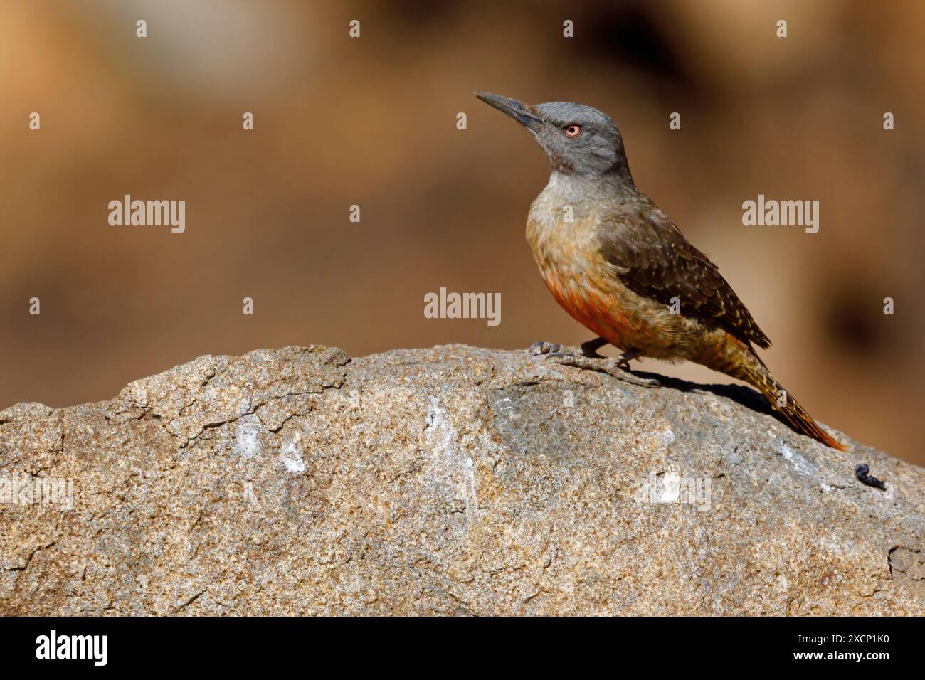Erdspecht, (Geocolaptes olivaceus Stock Photo Alamy