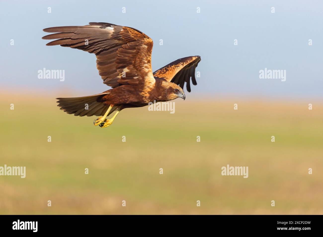 Rohrweihe, Greifvogel,  (Circus aeruginosus), Stock Photo
