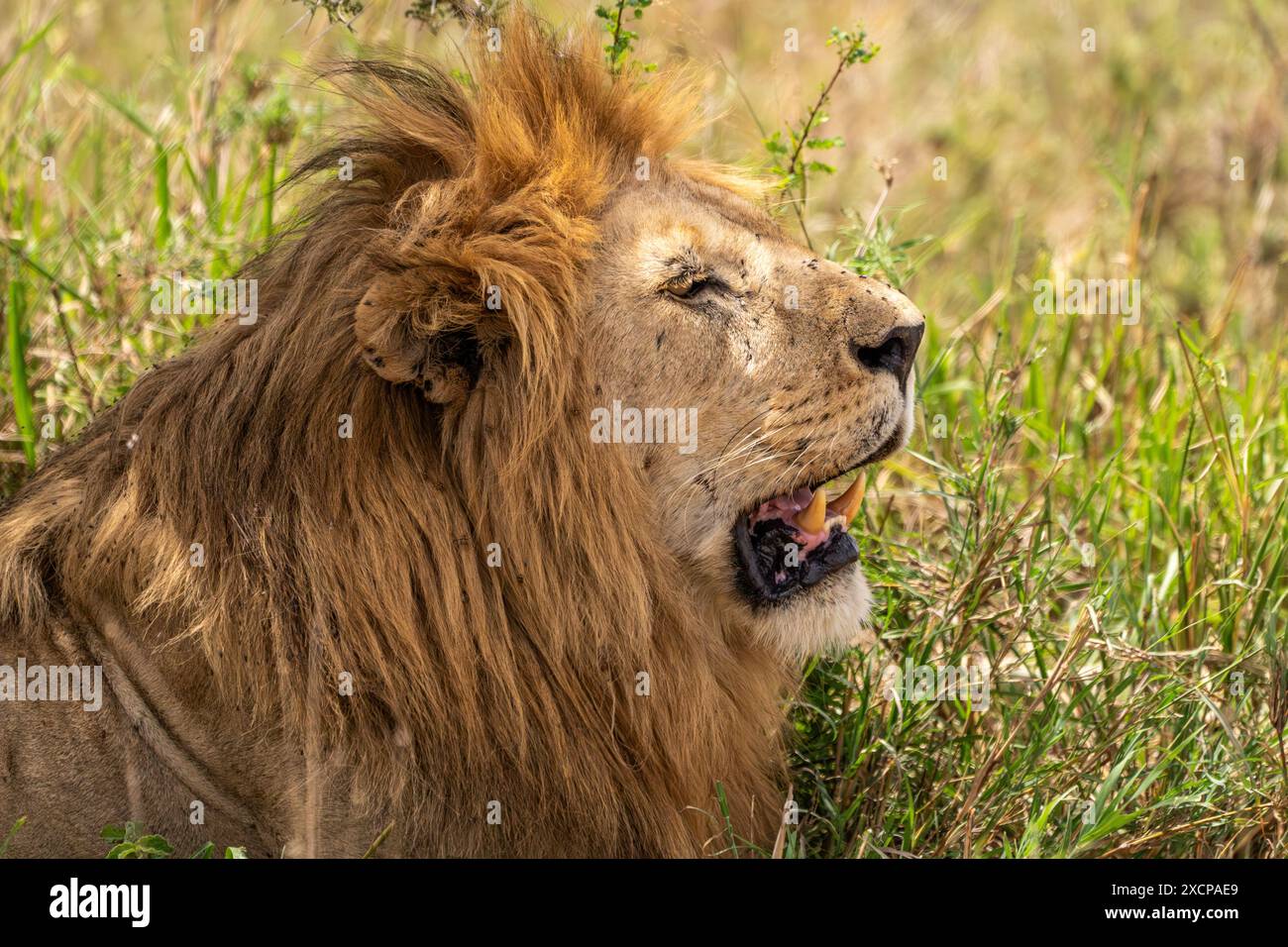 Wilderness predator lion hi-res stock photography and images - Alamy