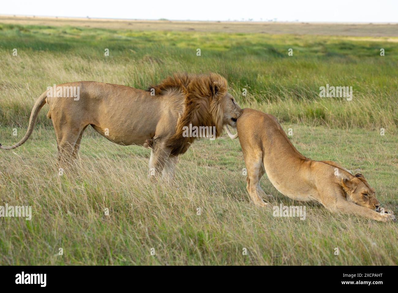Fresh Look at Lion And Lionesslion During Pre Mating Courtship Serengeti Reserve