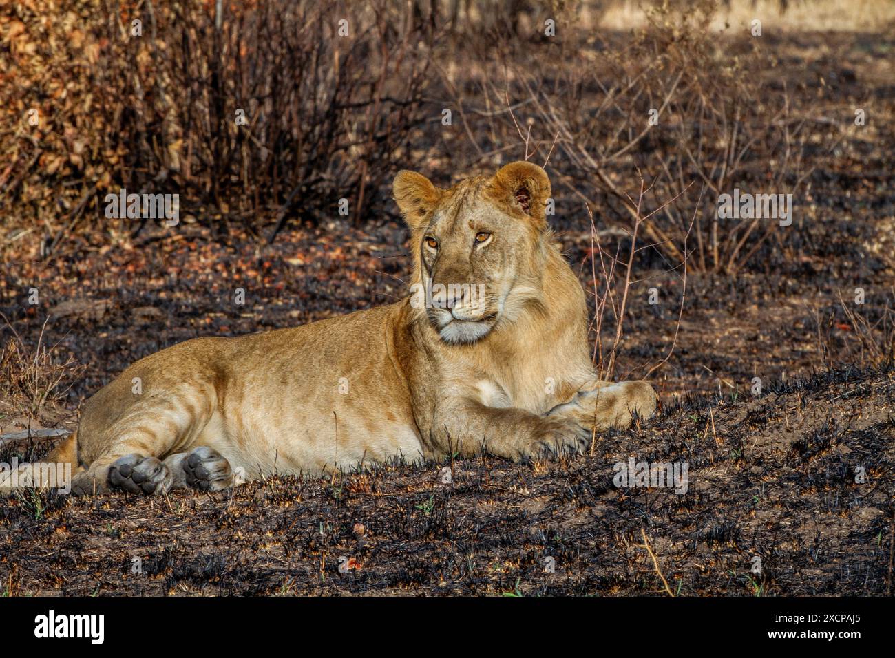 Young lion hi-res stock photography and images - Alamy