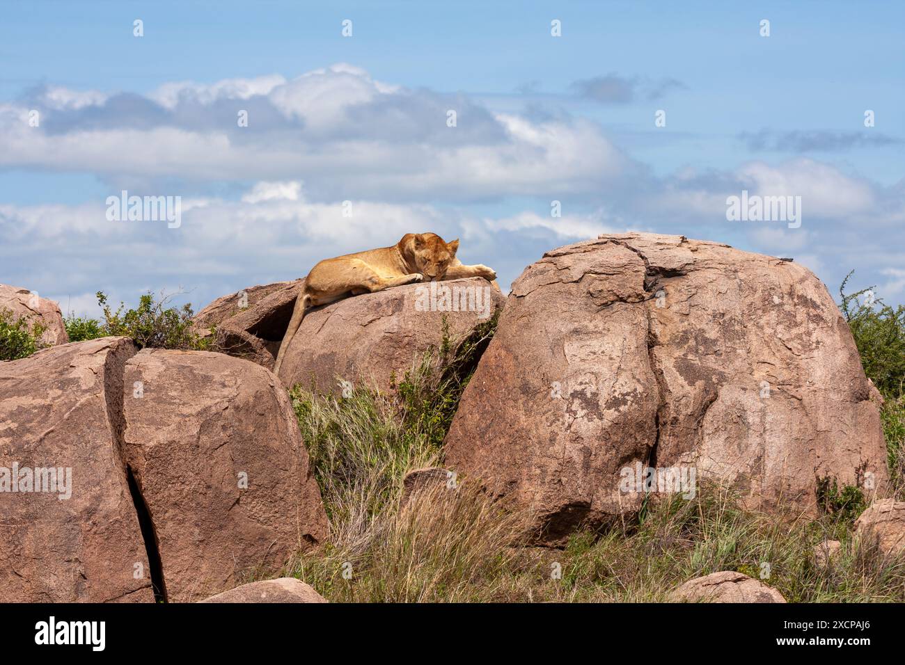Resting On Rocks Lion resting on rocks hi-res stock photography and images - Alamy