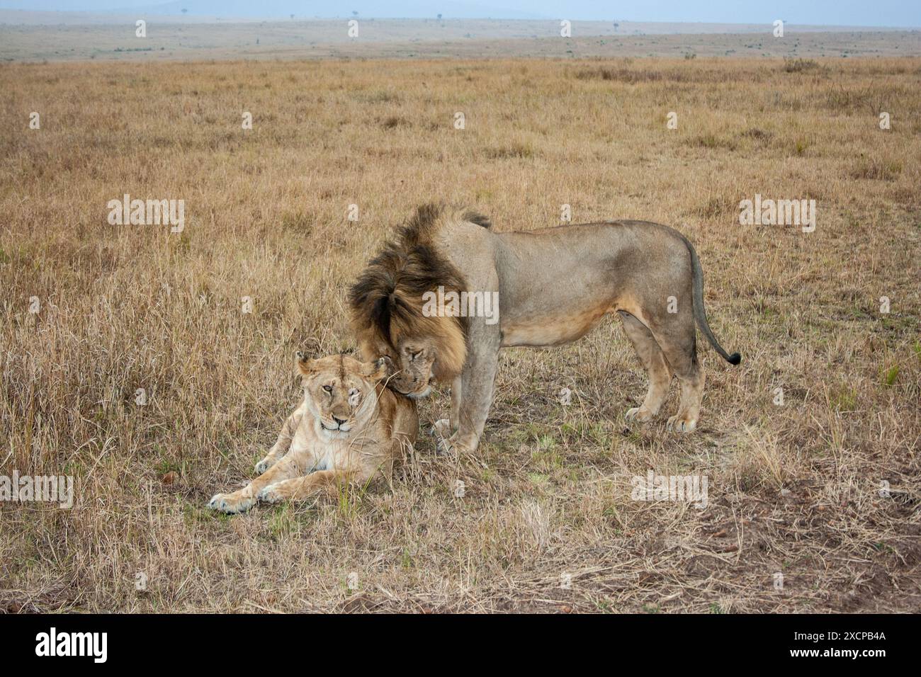 Curated visual reference: Lion And Lioness During Pre Mating Courtship Serengeti Reserve Tanzania Photo Inspiration