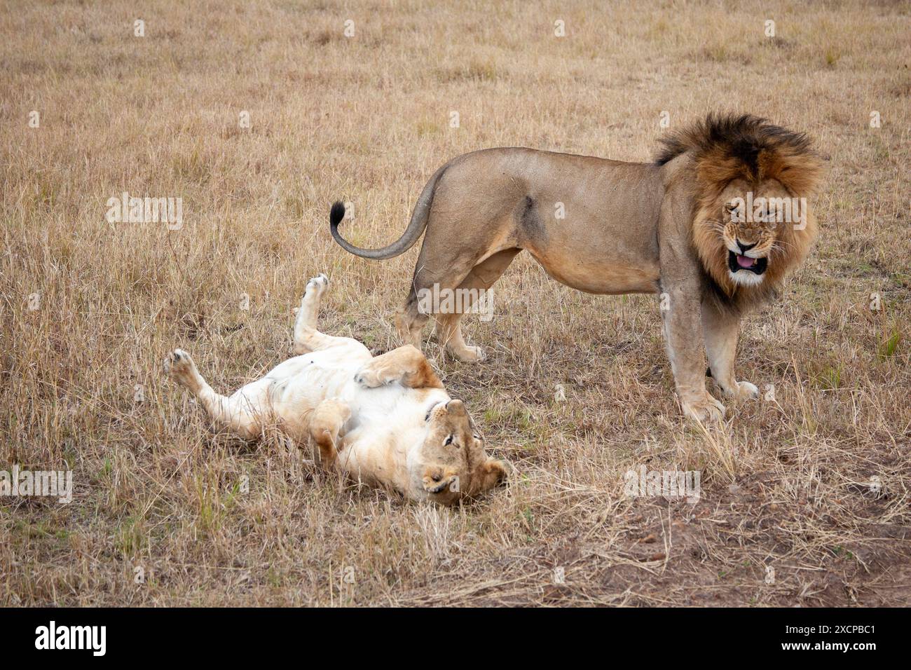 Lions after mating at Masai Mara Stock Photo - Alamy