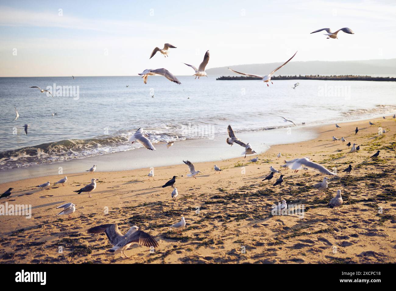 A flock of seagulls are flying over a beach Stock Photo - Alamy