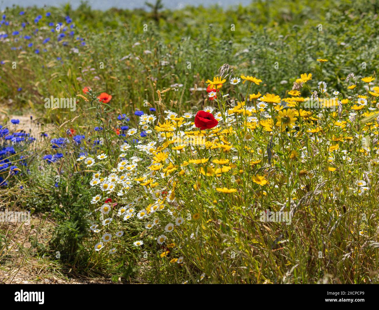 Wild Flowers 18th June 2024 Stock Photo