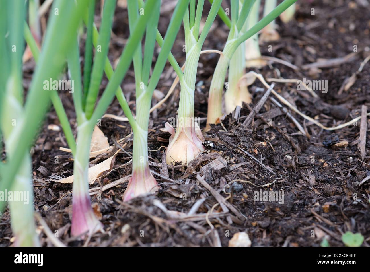Onion plants growing in a raised bed vegetable garden, UK Stock Photo ...