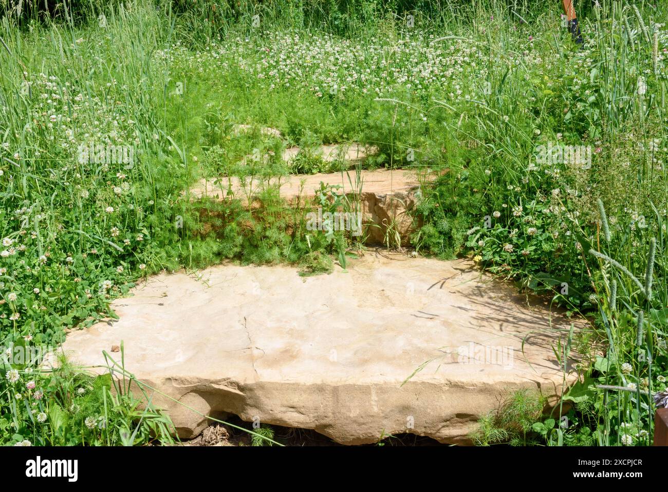 A few overgrown grass and flowered stone steps in the park - an eco-trail for walking. Healthy lifestyle. Stock Photo