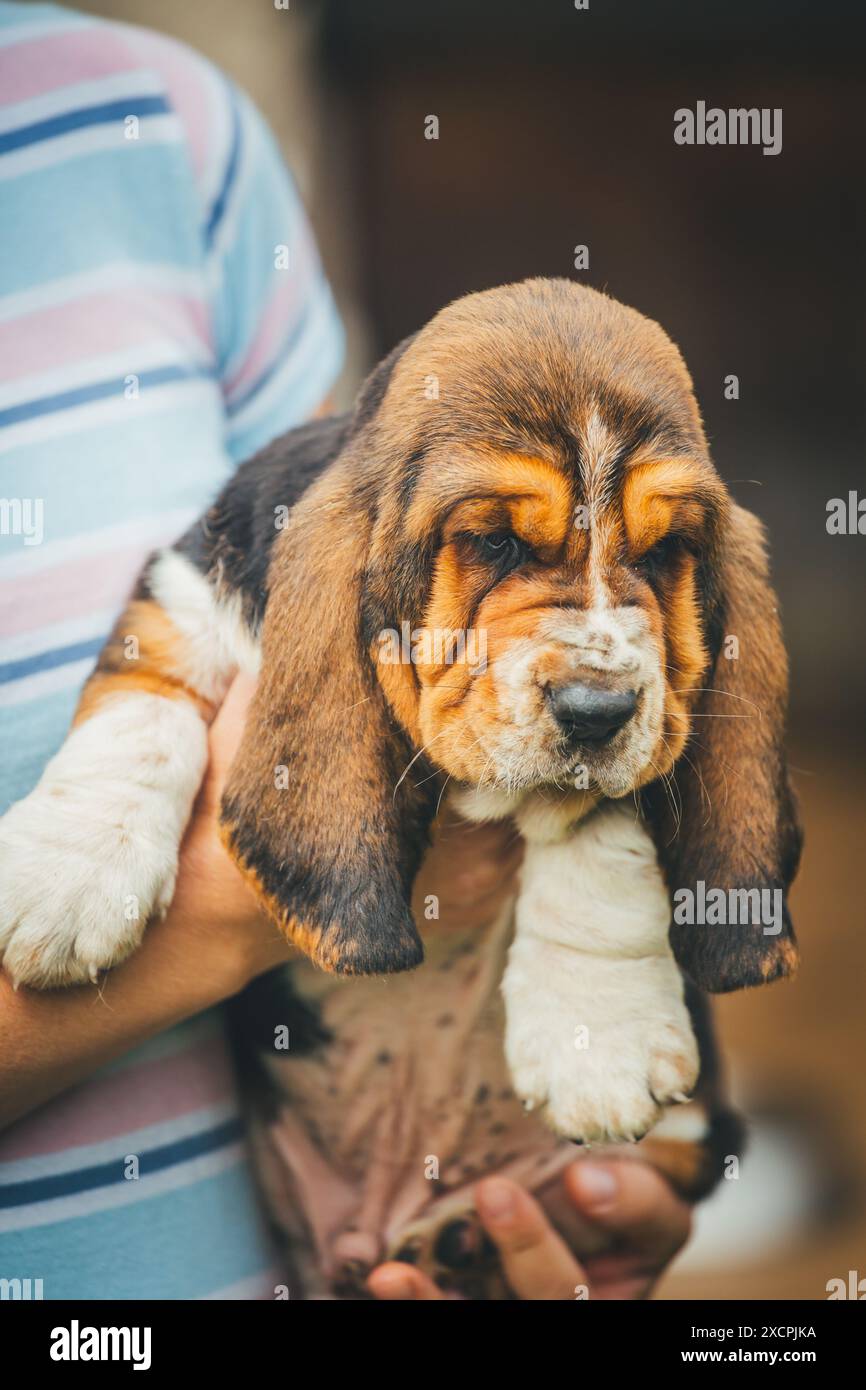 Basset Hound puppy Stock Photo