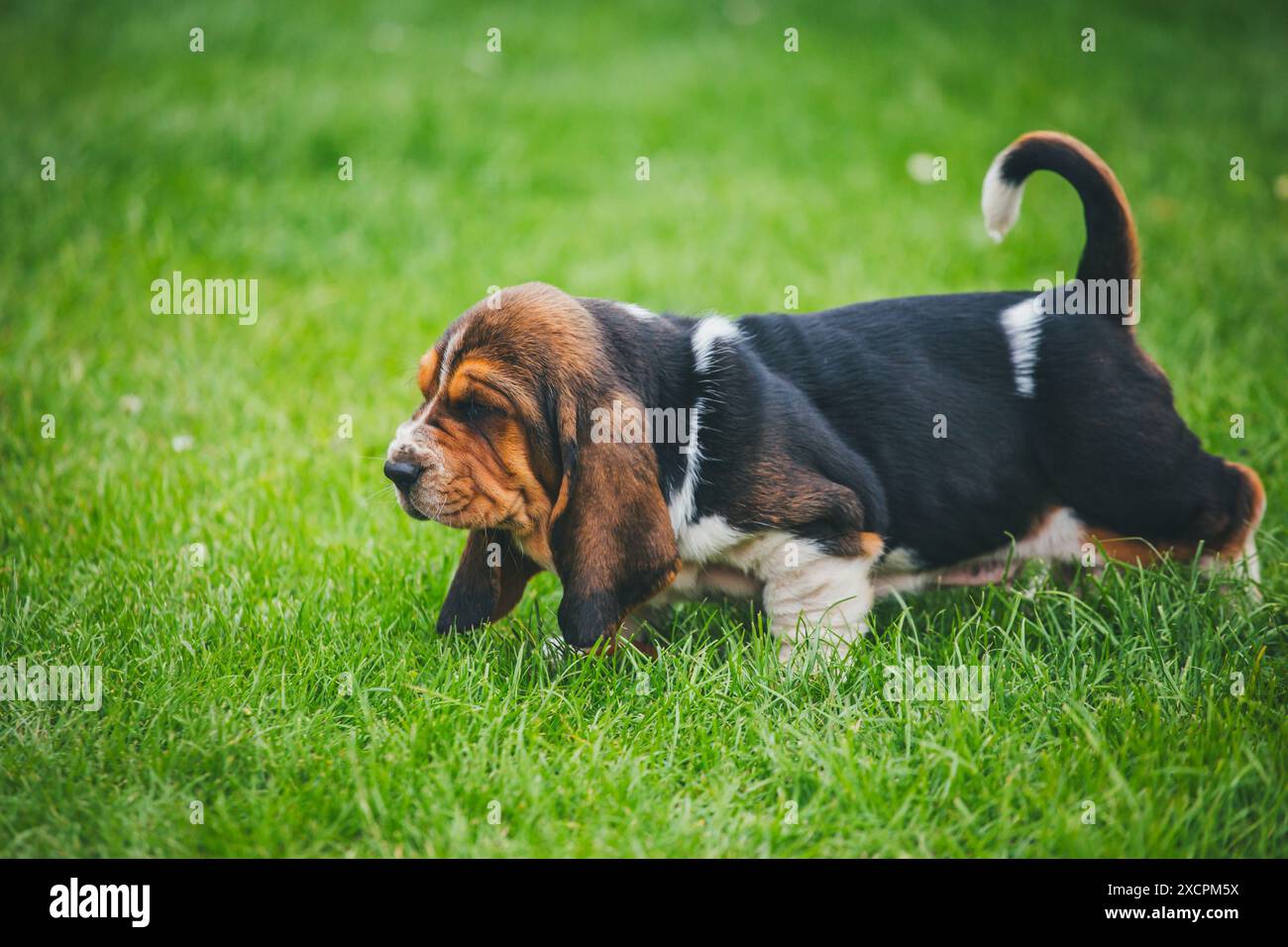 Basset Hound puppy Stock Photo Alamy