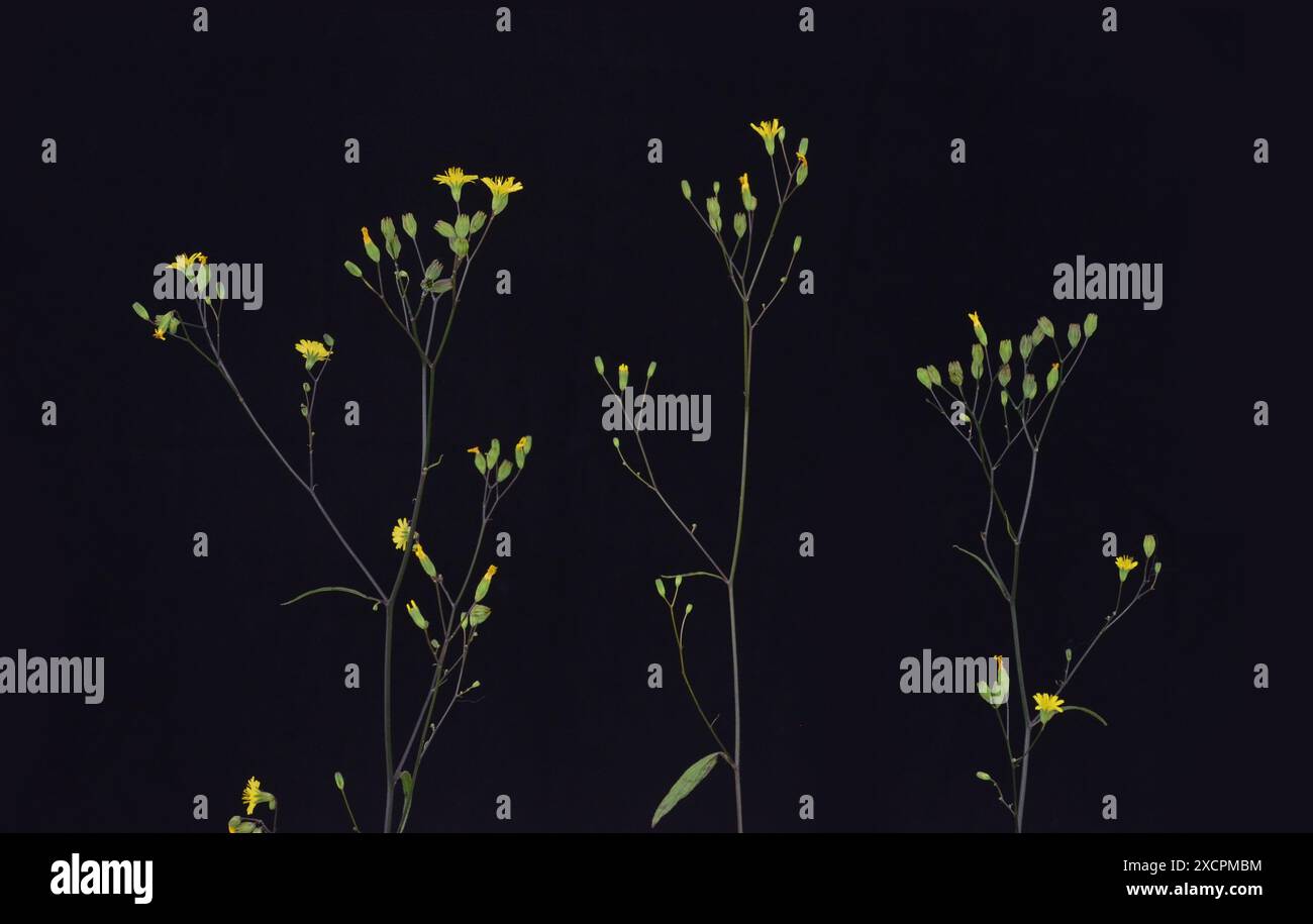 Autumn flowers plants in black hi-res stock photography and images - Alamy