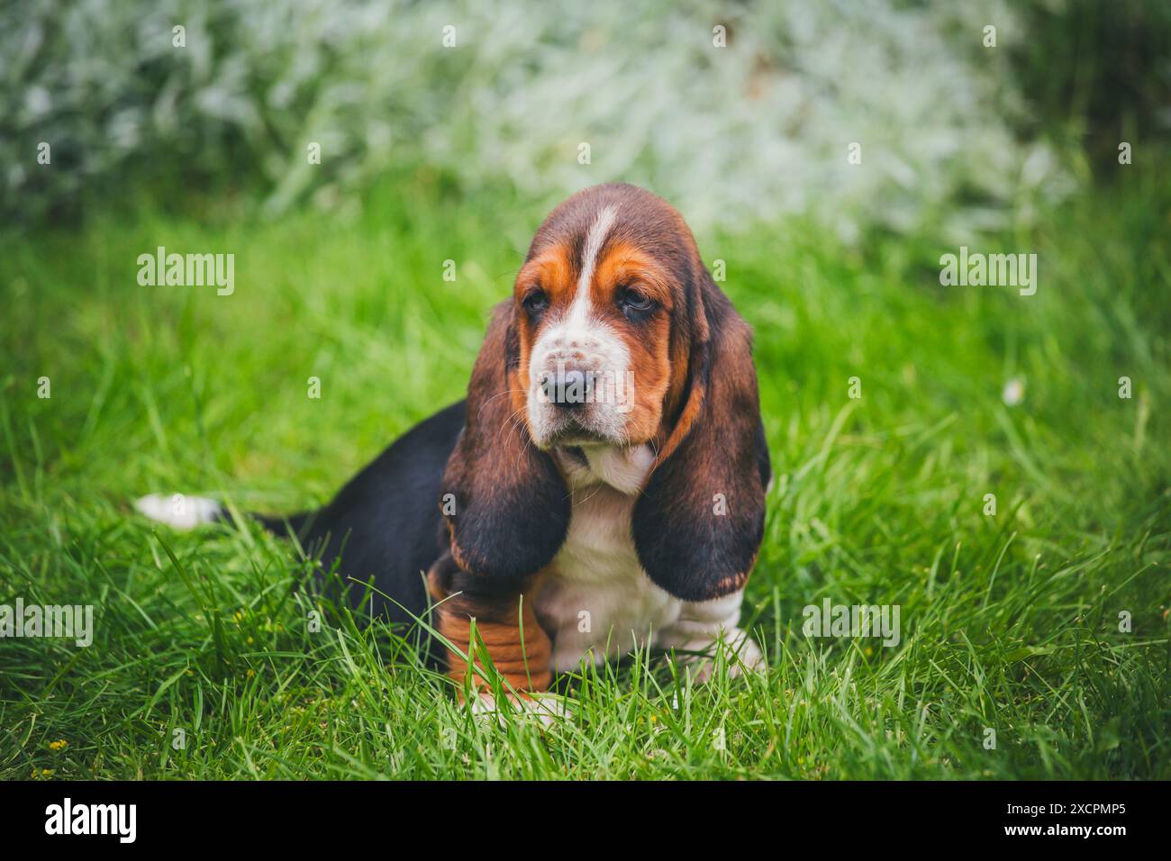 Basset Hound puppy Stock Photo Alamy