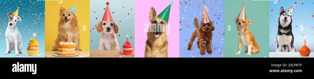 Cute birthday dogs in party hats on different color backgrounds ...