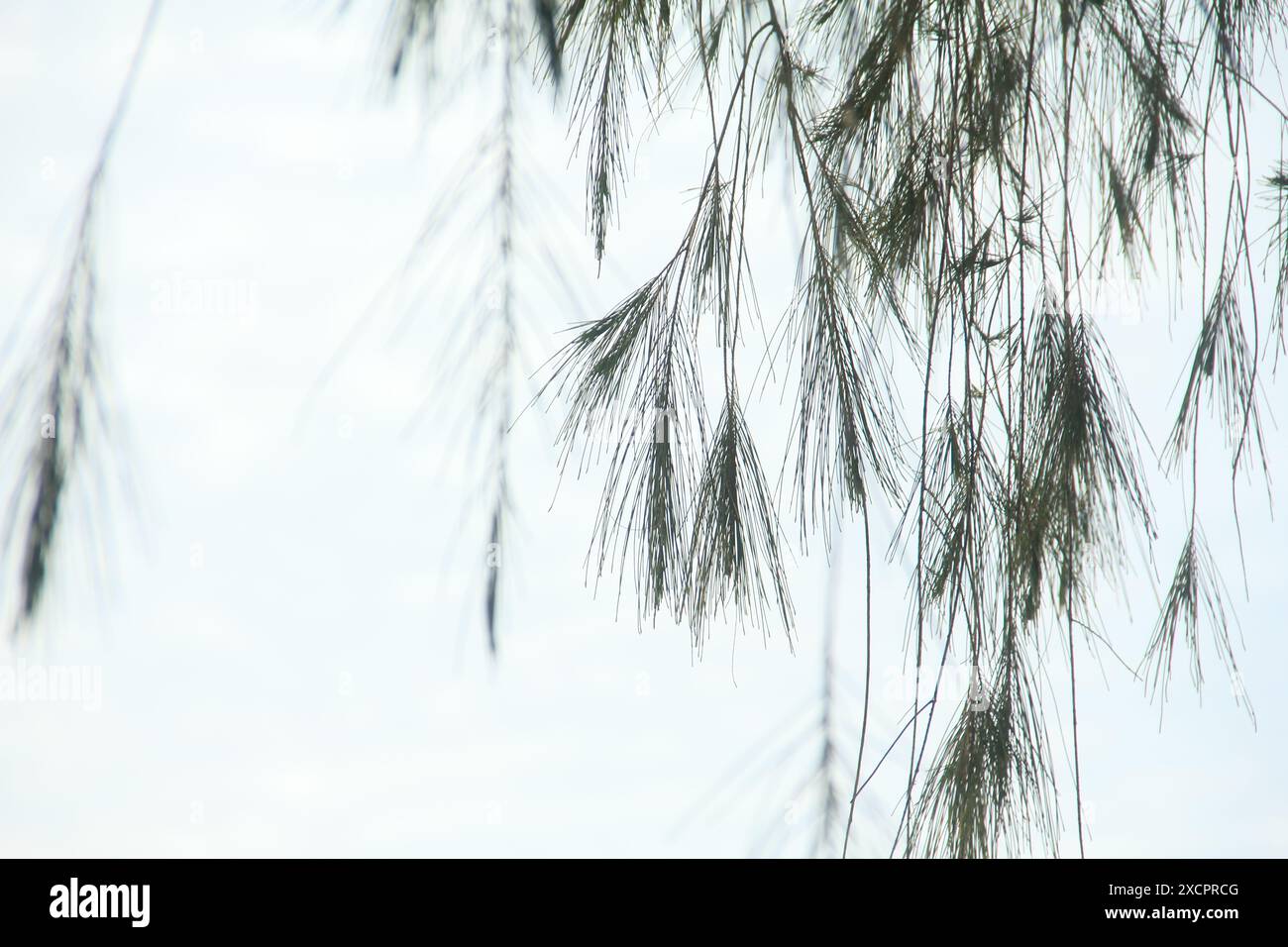 Cemara laut or Casuarina Equisetifolia on the edge of the beach whose leaves and chains are blown by the wind Stock Photo