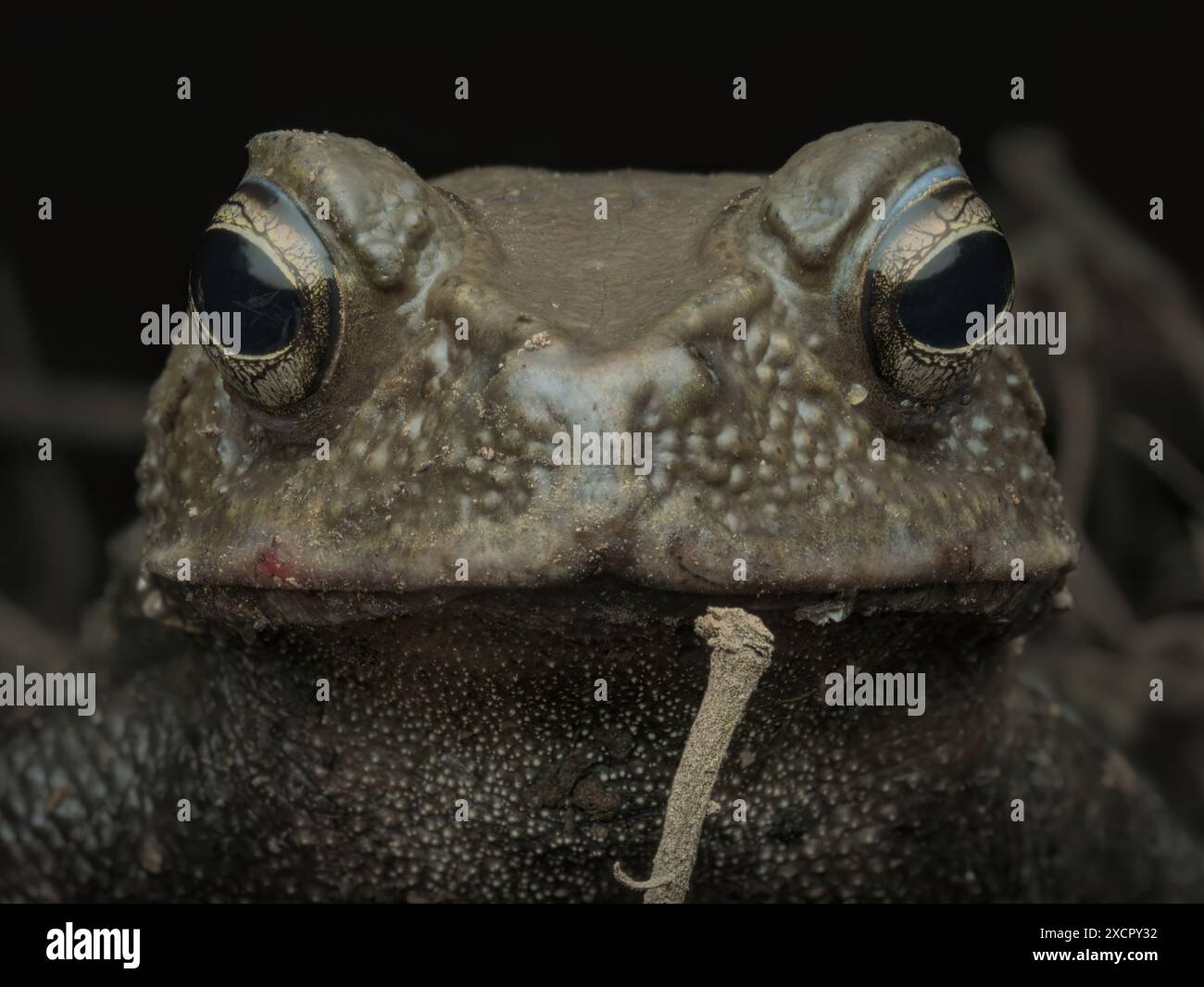 Borneo river toad poses like a singer with a dry twig like microphone ...