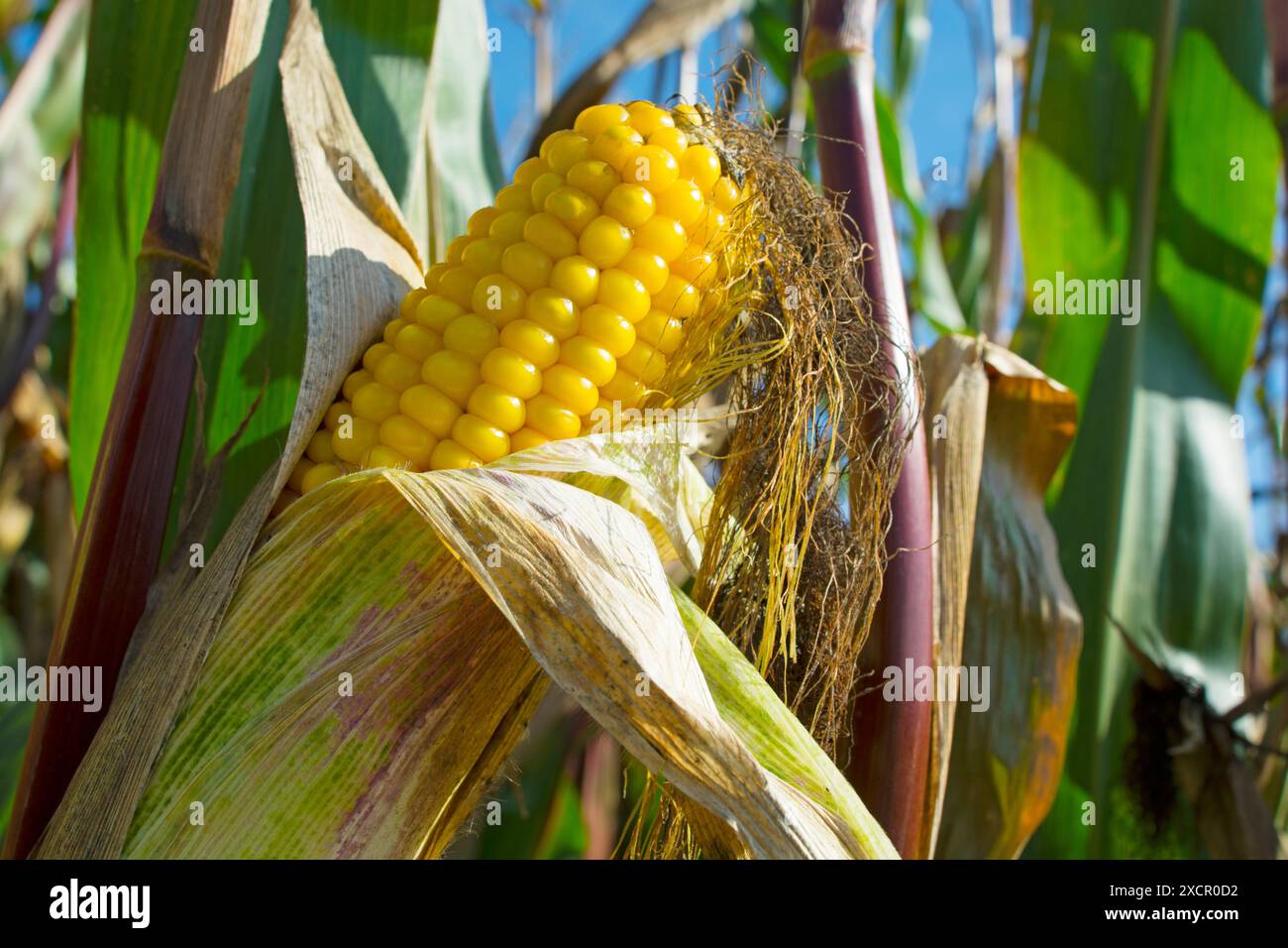 Corn on the cob Stock Photo