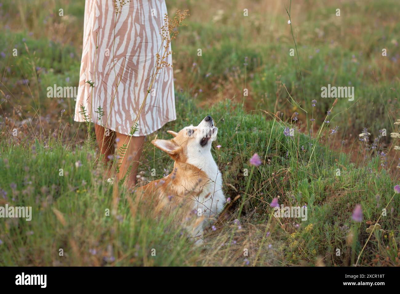 A Welsh Corgi dog looks up adoringly at a person in a patterned dress, surrounded by a natural meadow. Stock Photo