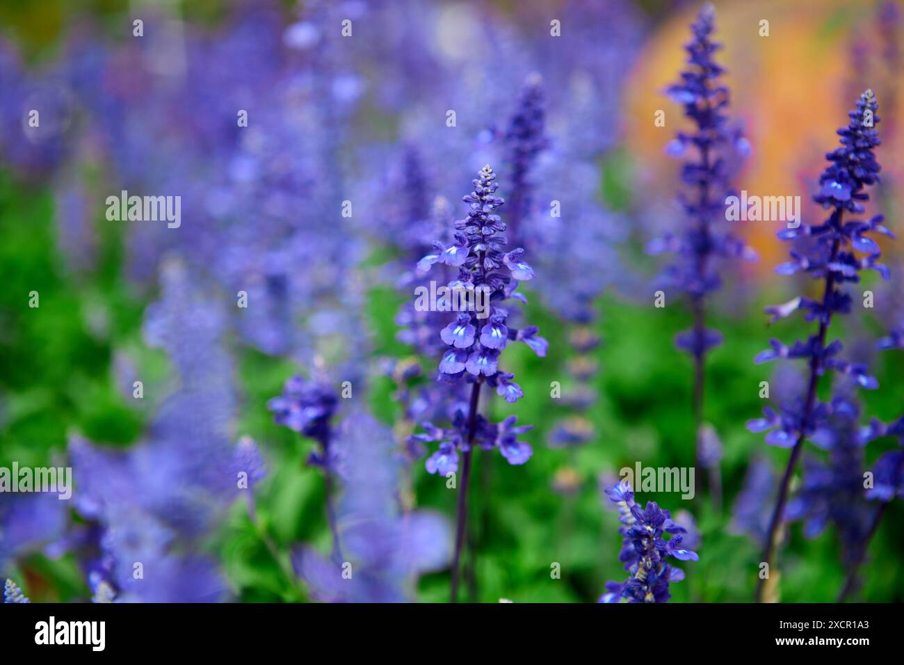 Blue salvia hi-res stock photography and images - Alamy