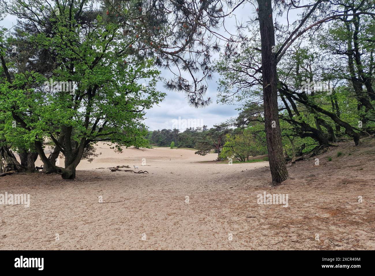 Small sanddrift in Loonse en Drunense Duinen nationlal park, North Brabant, Netherlands Stock Photo