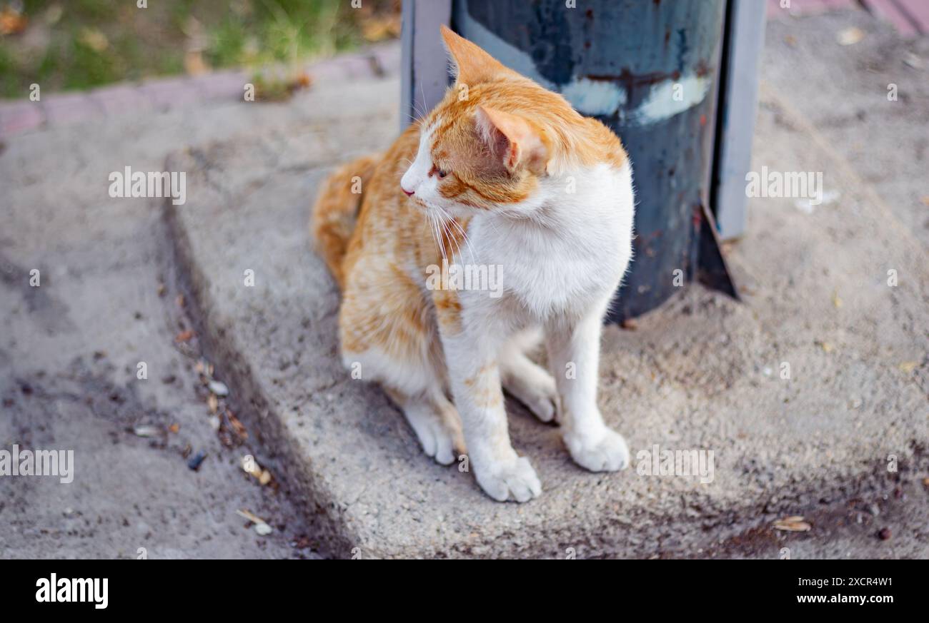 Stray cat. Stock Photo