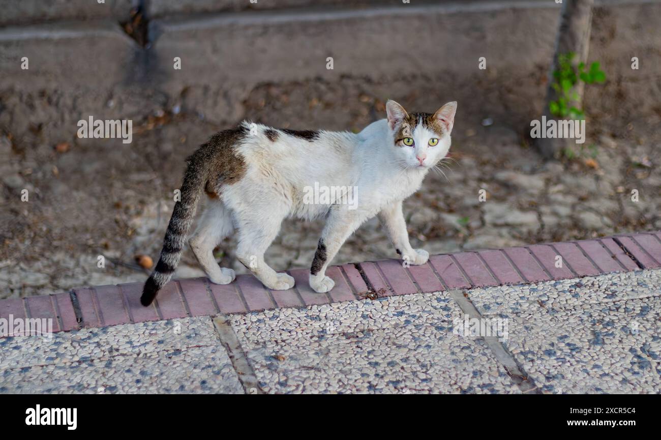 Stray cat spotted me taking a photo. Stock Photo