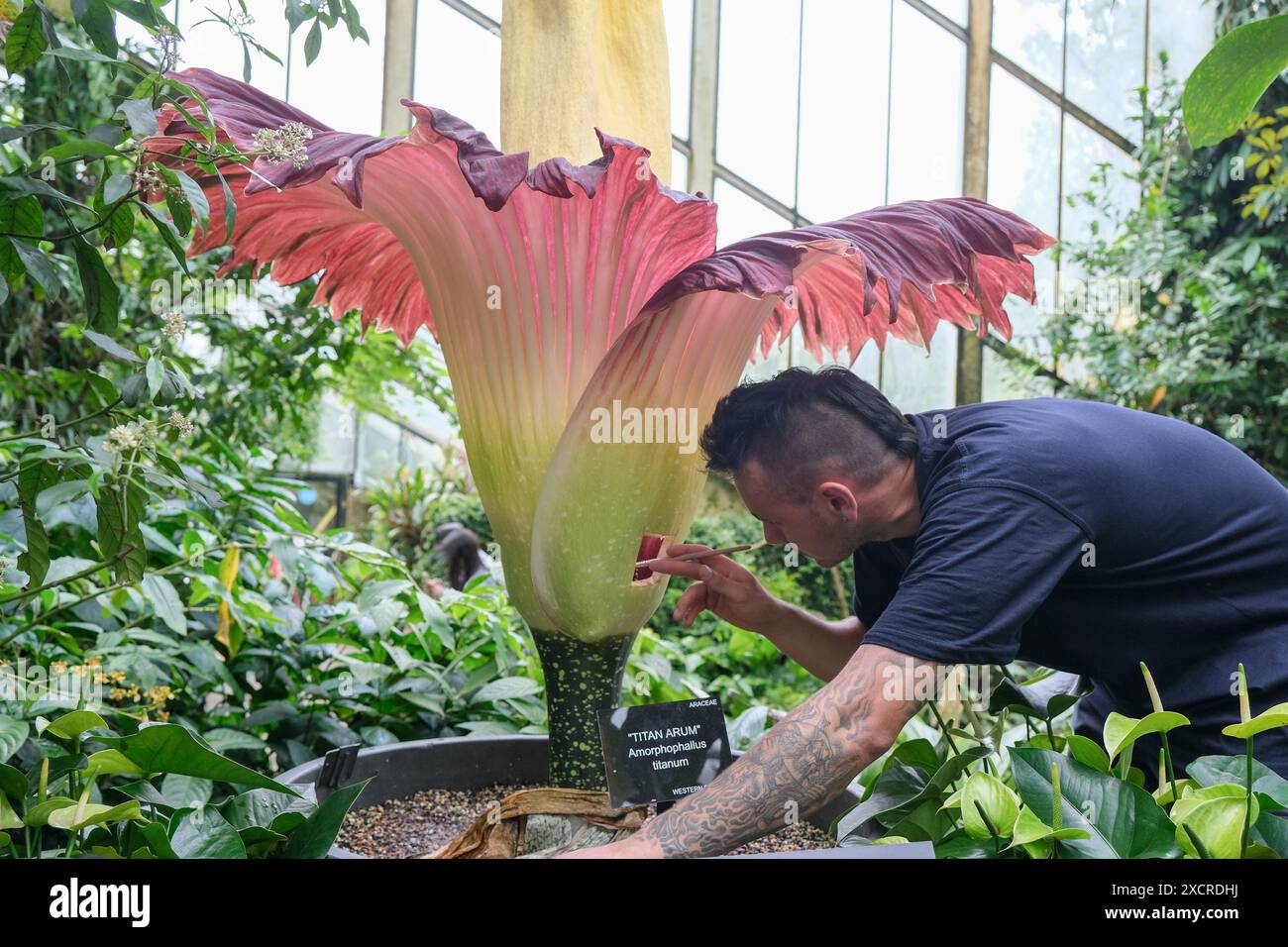 Toby Insect London, UK, 18th June, 2024. Toby, a horticulturalist, pollinates a ...