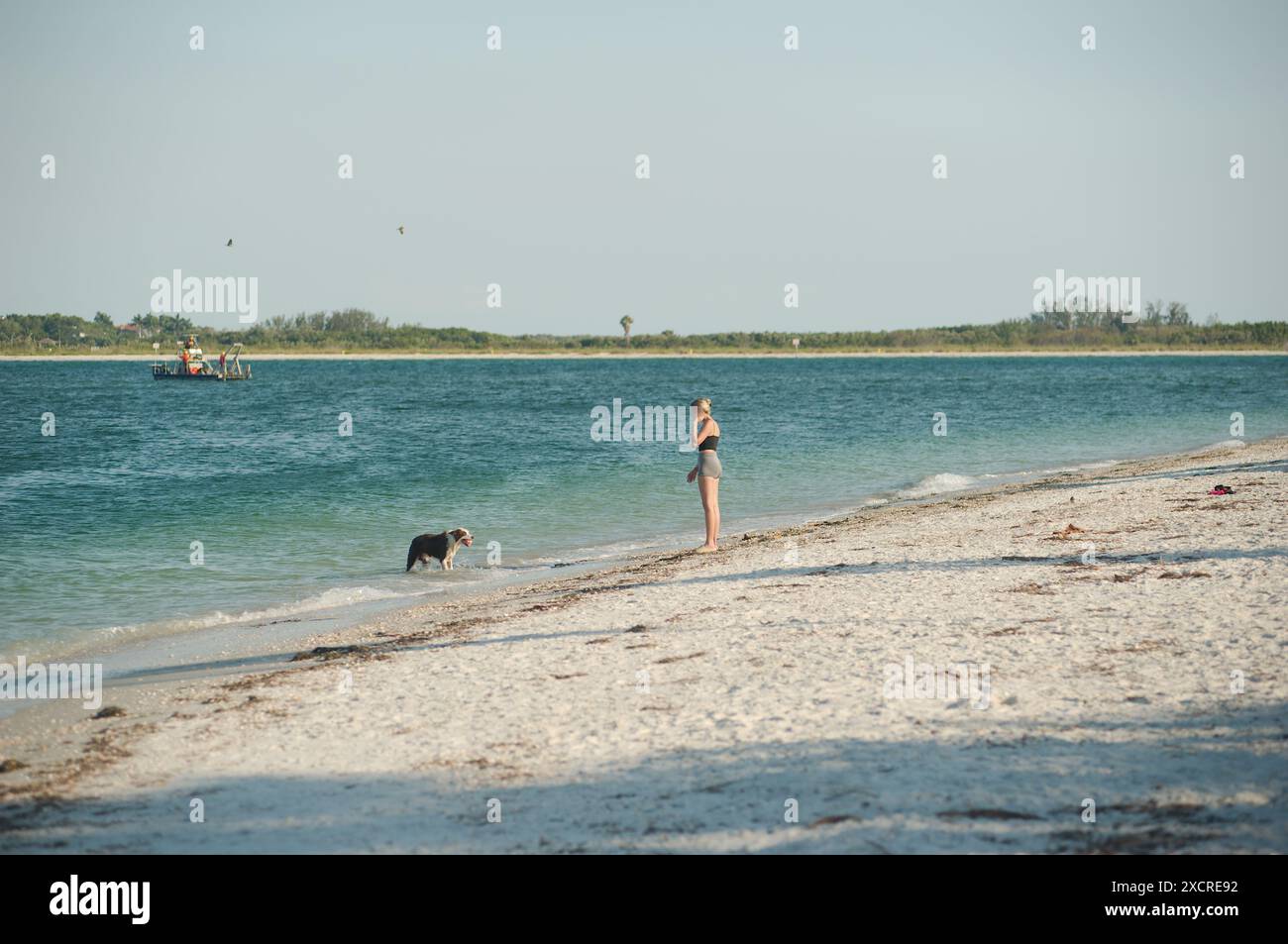 Wide view of young  Woman walking on beach with dog on  the right in black top and shorts. Looking out to Pass-a-grille channel. Near sunset Stock Photo