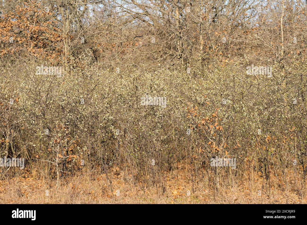 Native Thicket A thicket of wild, native, Cherokee plum in very early spring, blooming ...