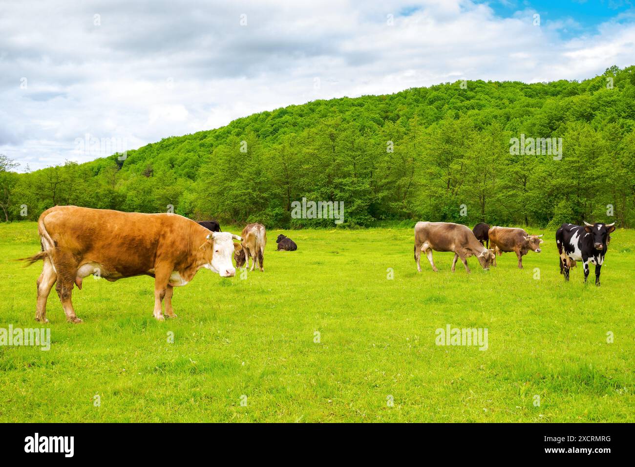 cow grazing on the meadow. cattle on the pasture near the forest. grassy carpathian countryside landscape in spring. sustainable rural scenery of ukra Stock Photo