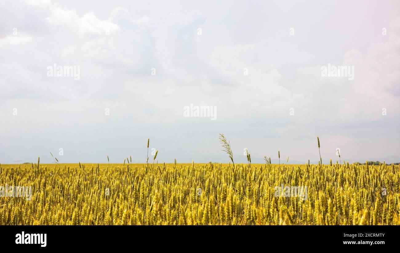 wheat field in slovakia. rural landscape in early summer. european agricultural background. overcast sky Stock Photo