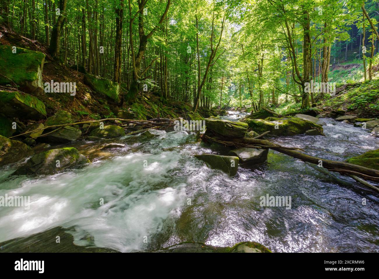 water stream in the beech forest among mossy boulders. nature scenery with mountain river in late spring or summer on a sunny day. rapid flow. beauty Stock Photo