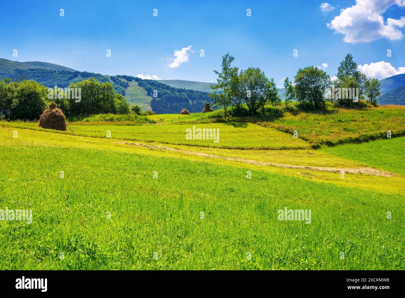 rural landscape with haystacks and trees on the grassy hill. nature scenery of ukrainian carpathian countryside in summer. sunny day with clouds on th Stock Photo
