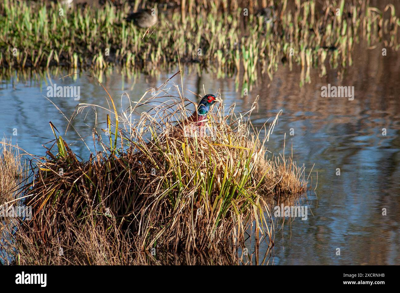 Pheasant Rspb Male Pheasant in amongst the reedbeds, Leighton Moss, RSPB Nature ...