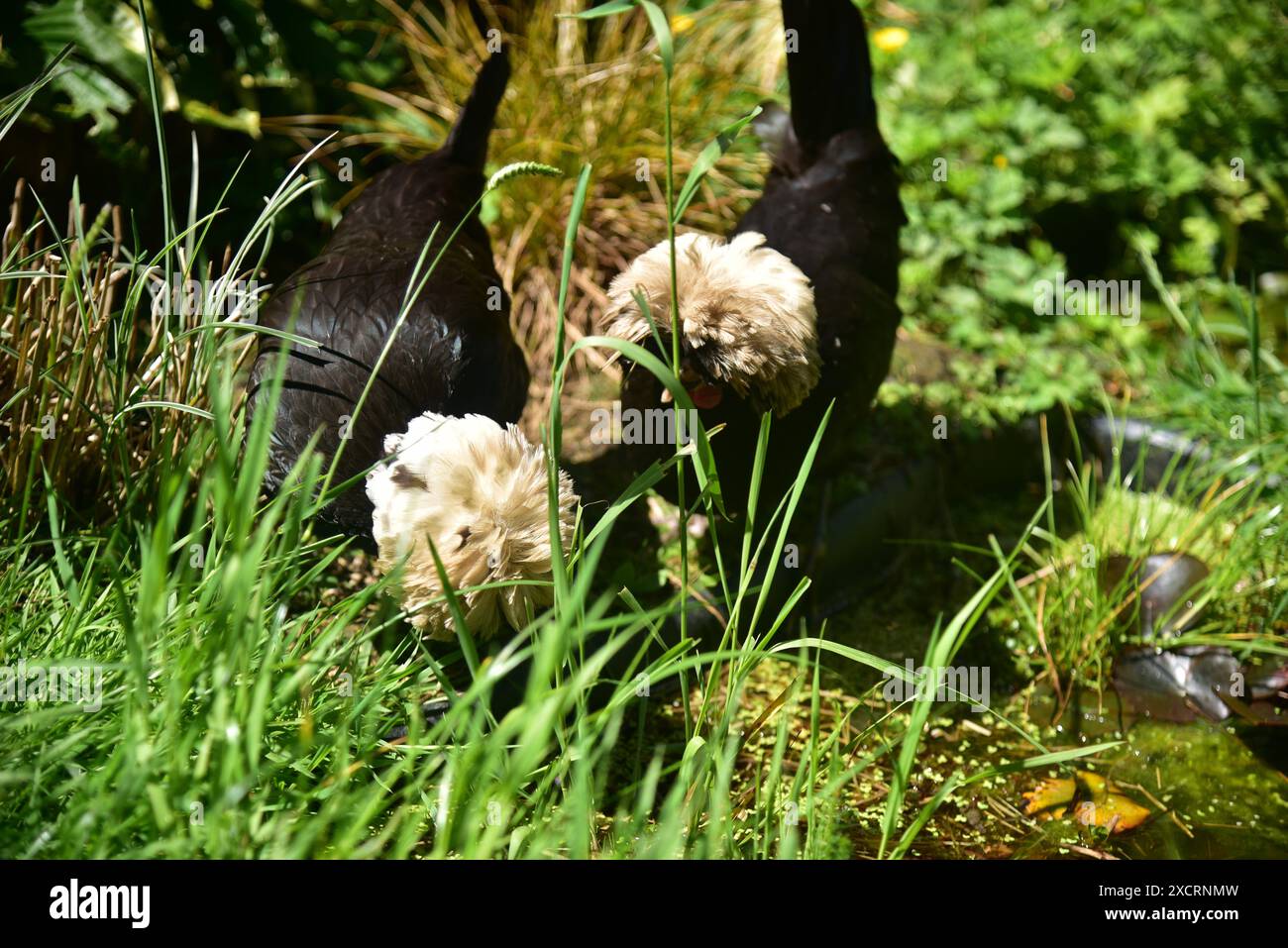 Pictures show white crested Black Polish Bantams which can make great pets even if you only have a small backyard or garden, great for young children. Stock Photo