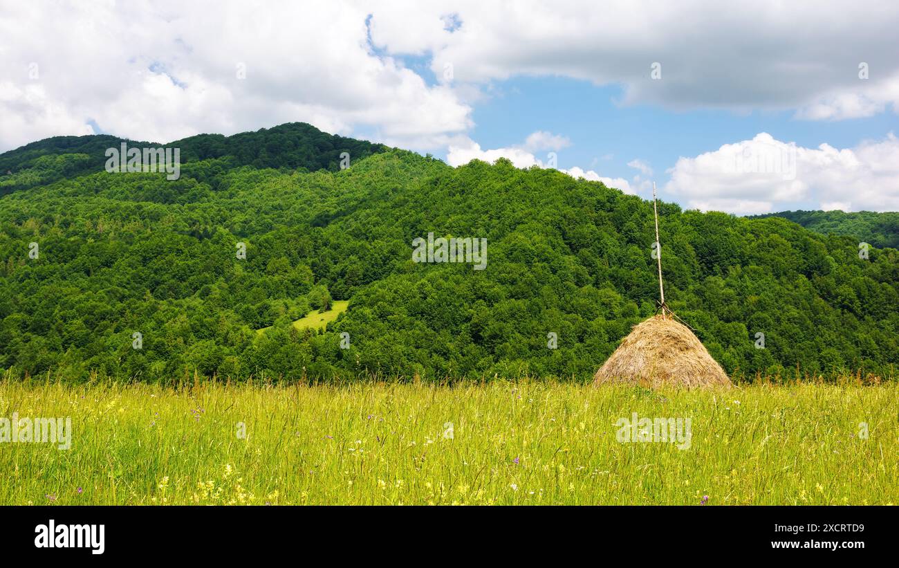 haystacks on a grassy field in mountains. beautiful carpathian rural scenery of ukraine in summer. sustainable agriculture concept. green transcarpath Stock Photo