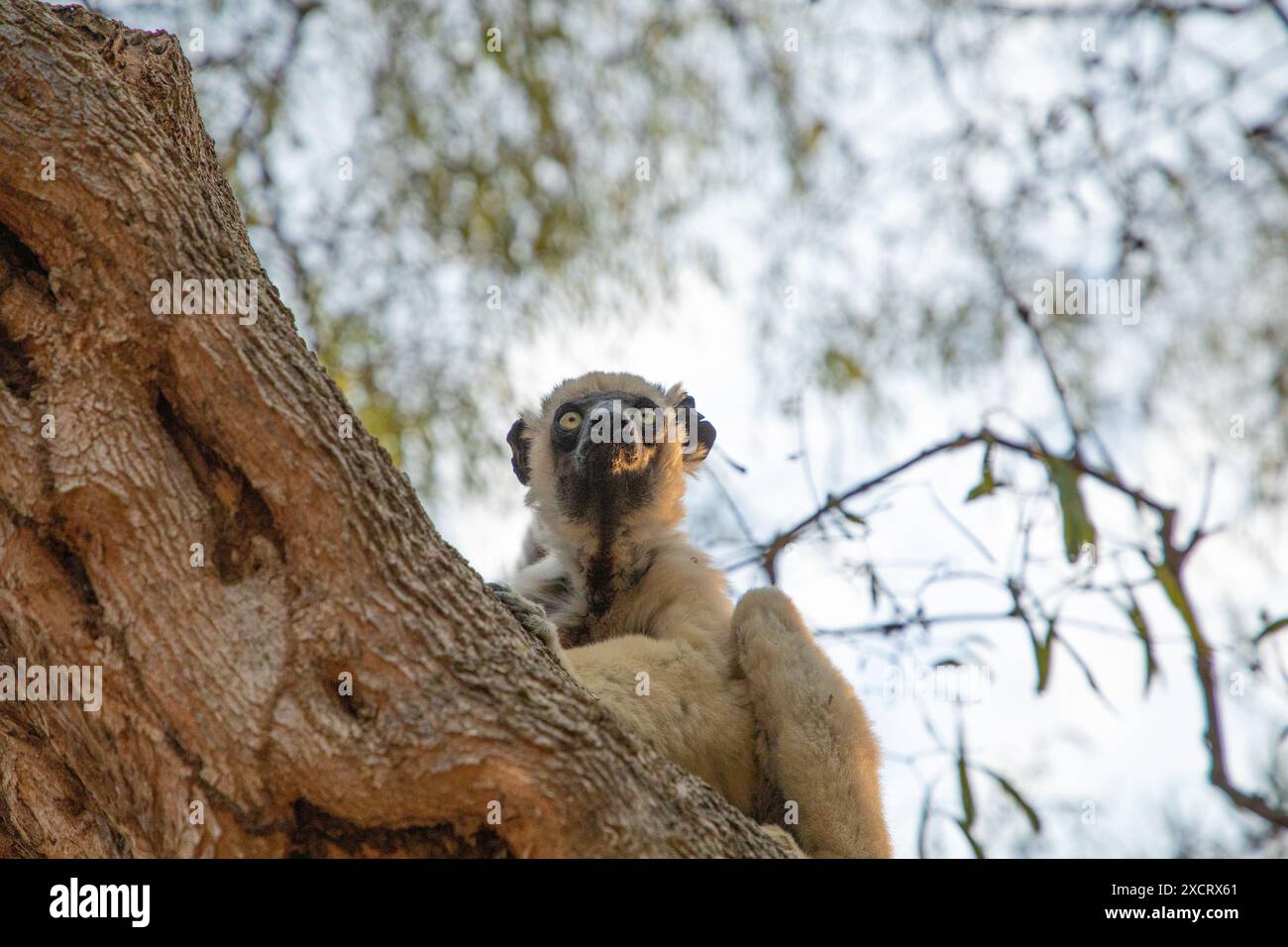 Verreaux's sifaka in Kirindy park. White sifaka with dark head on Madagascar island fauna. cute and curious primate with big eyes Stock Photo