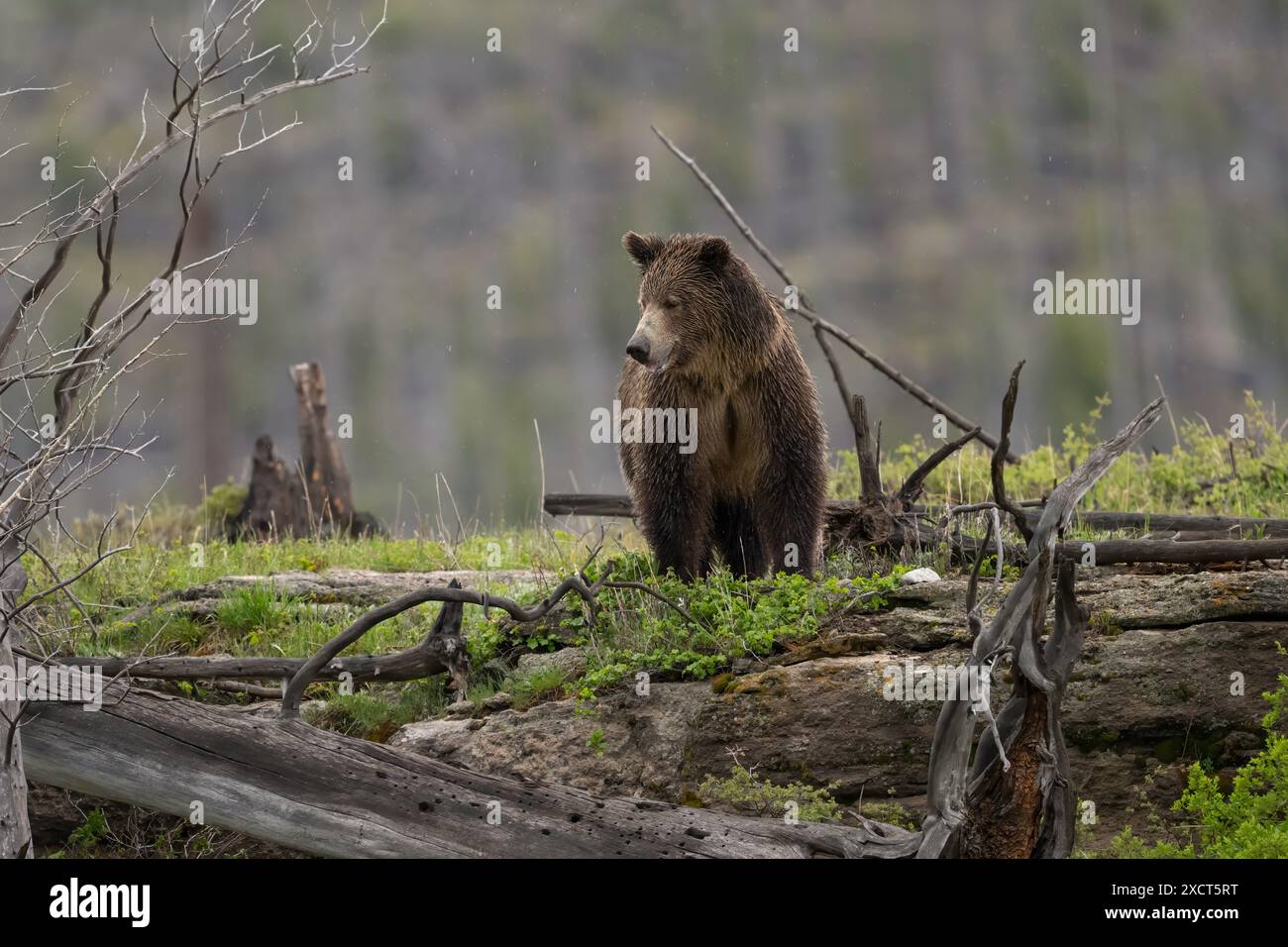Grizzly bear in Yellowstone National Park Stock Photo - Alamy
