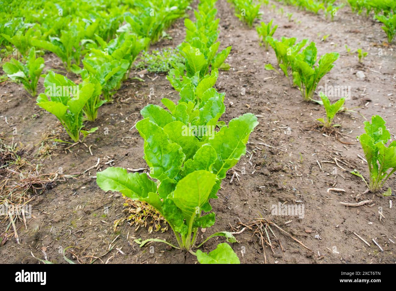 beet fields contribute effective livestock feed production, sugar beet
