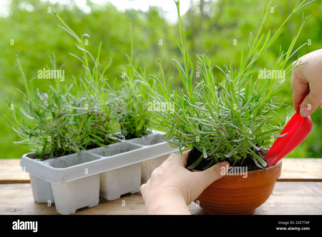 cactus and succulent potting soil mix Highland Garden Supply Cactus & Succulent Super Soil main image 0