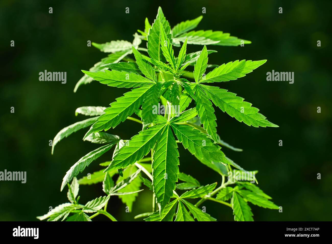 Bavaria, Germany June 18, 2024 Leaves of a cannabis plant