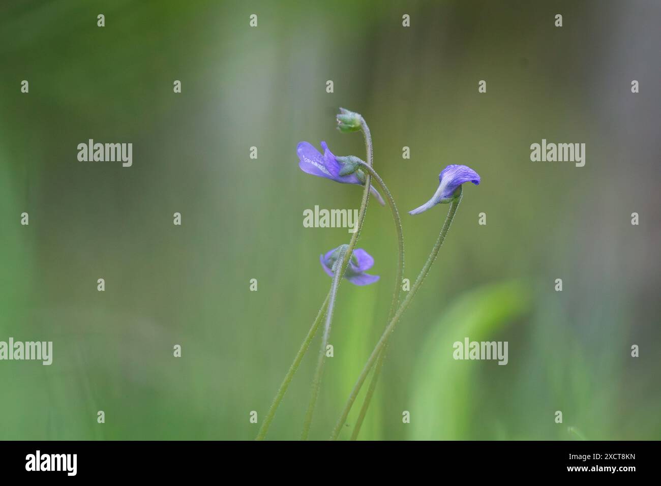 Carnivorous plant pinguicula hi-res stock photography and images - Alamy