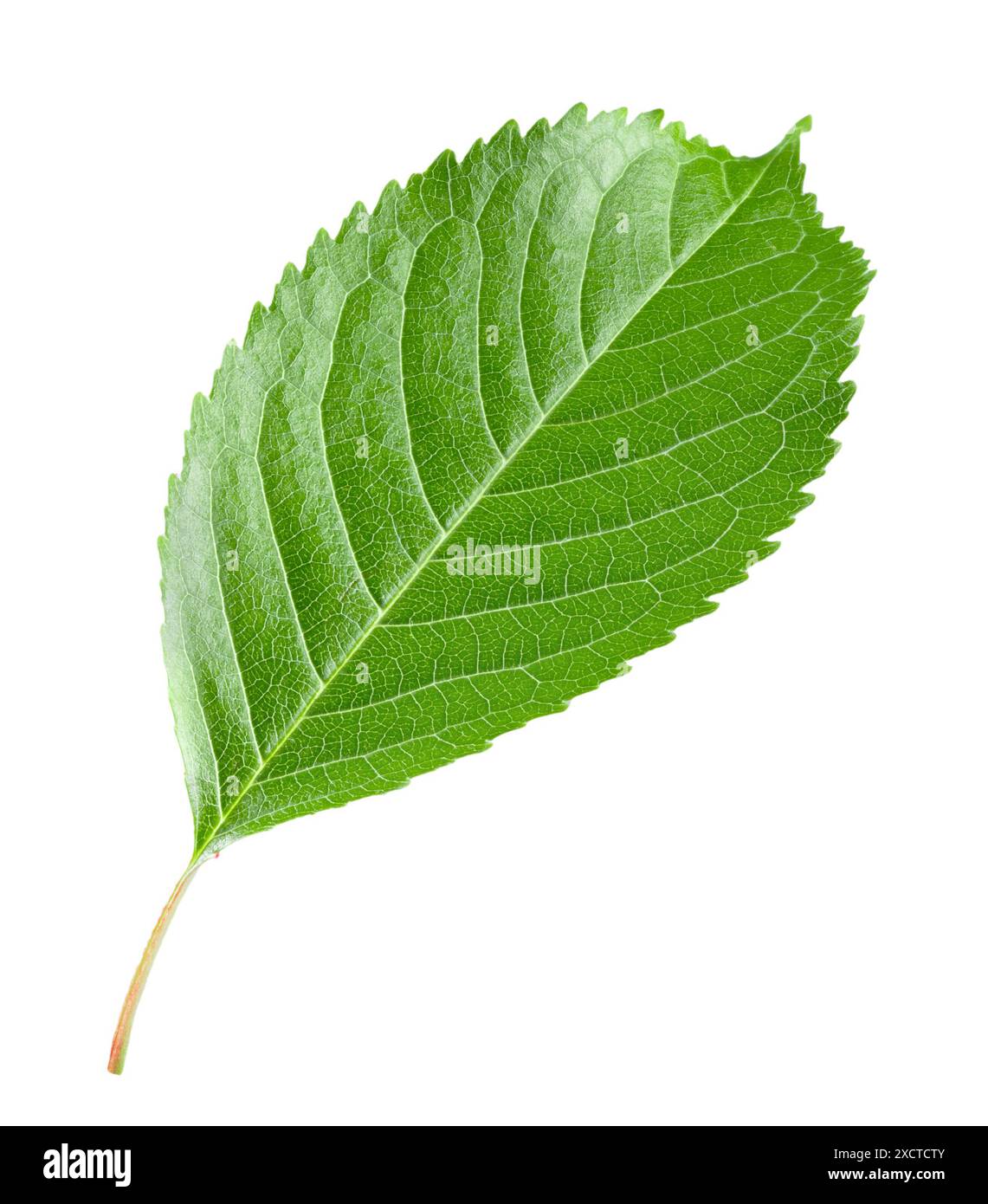 green leaf cherry isolated on a white background. Clipping path. Stock Photo