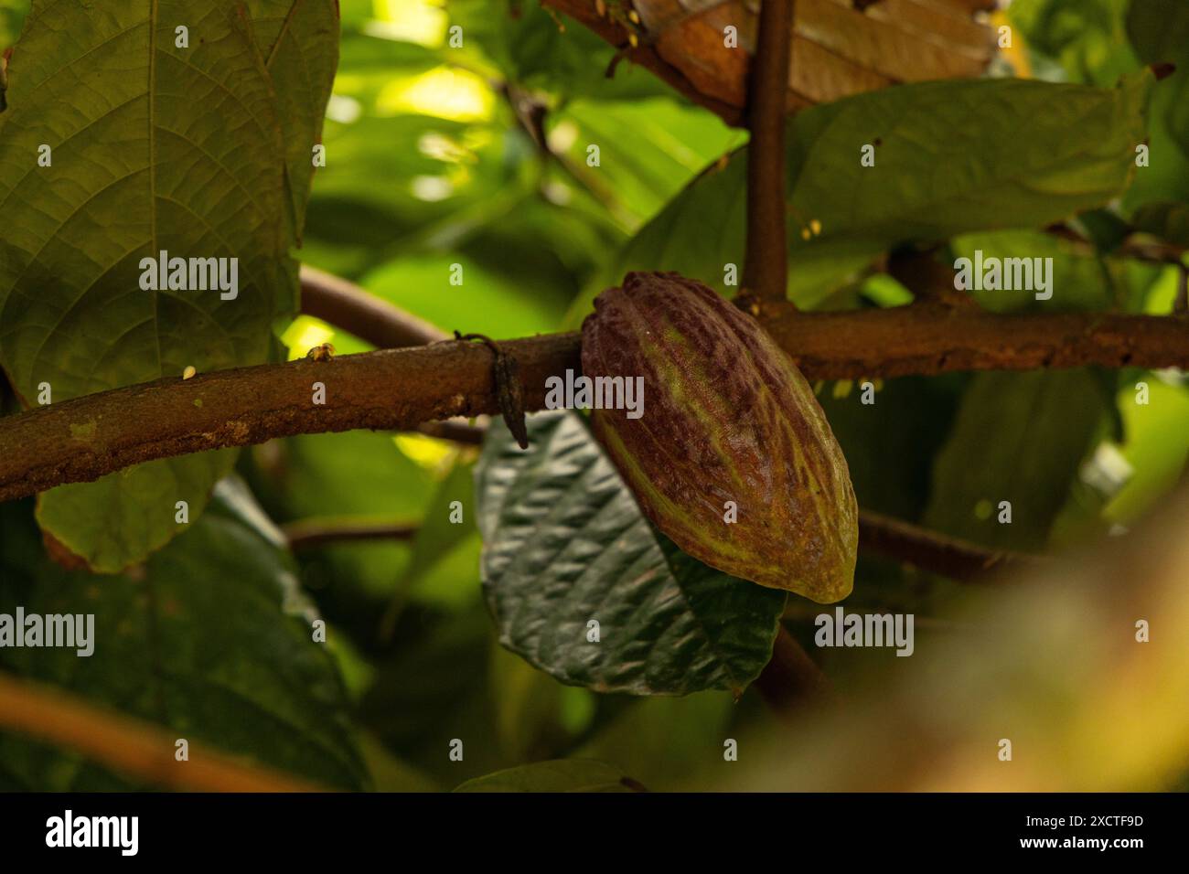 cacao fruit on a tree in Costa Rica Stock Photo