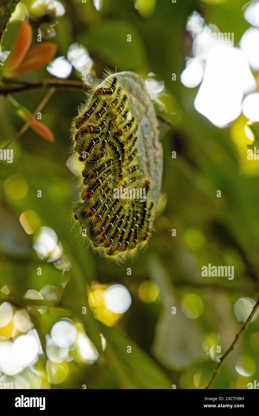Caterpillars in the jungle hi-res stock photography and images - Alamy