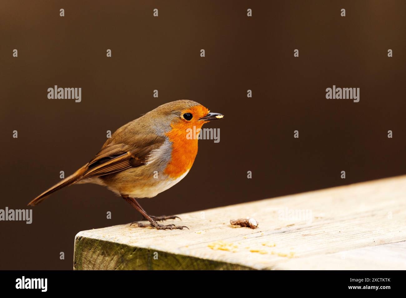 Ripon Robi A European robin (Erithacus rubecula) perches on a picnic table in ...